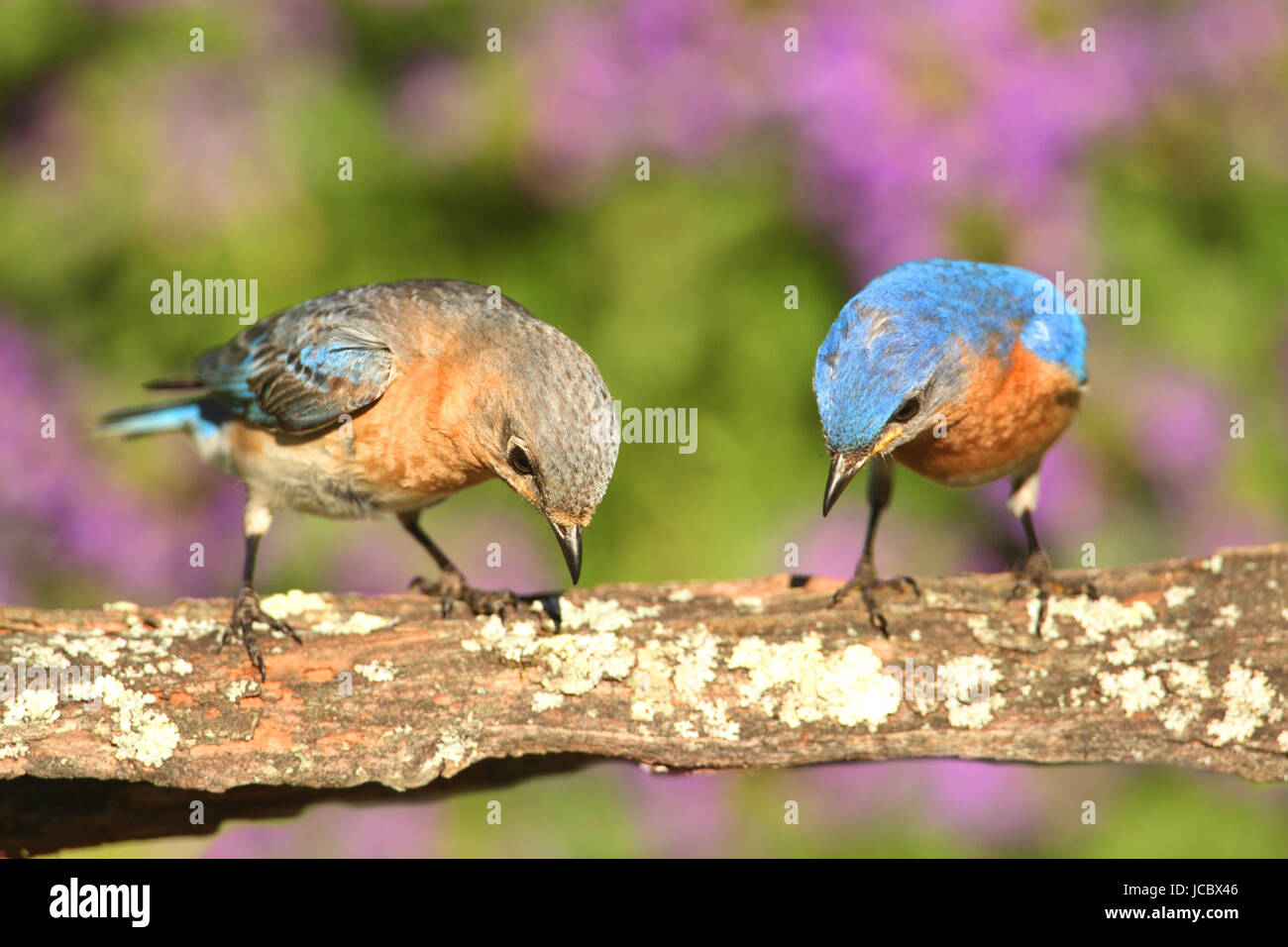 Eastern Bluebirds (Sialia sialis) on a perch with flowers Stock Photo