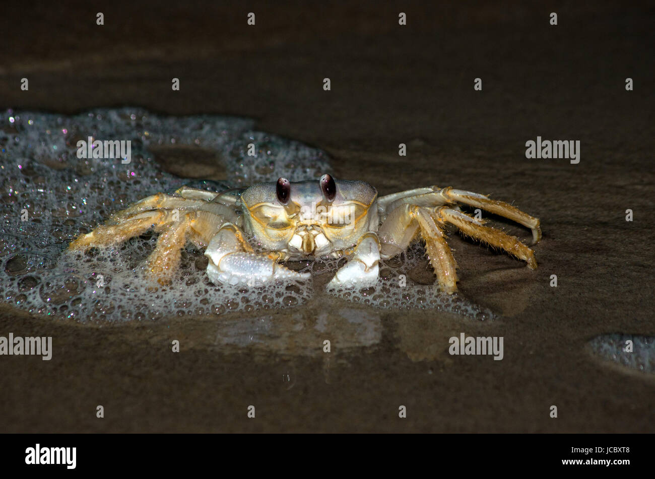 Ghost crabs on the beach at night in Outer Banks North Carolina Stock Photo