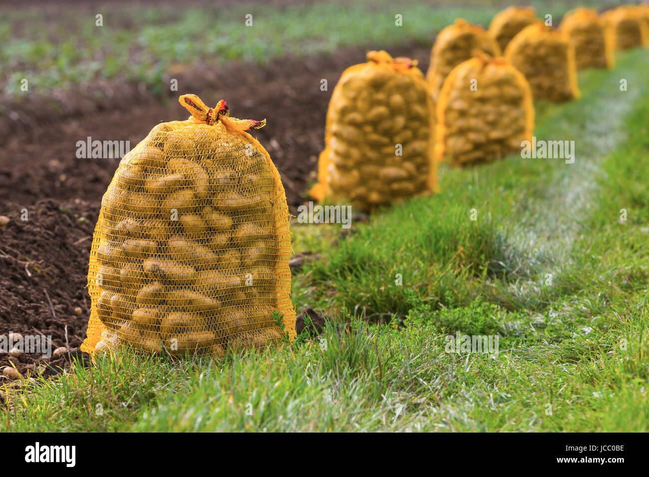 Kartoffelsäcke 5 kg mit Zugband | 320 x 480 mm
