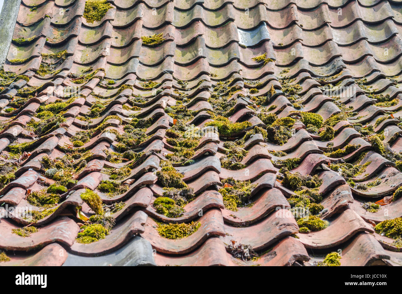 Veraltete Dachpfannne, Ziegel Grünbildung und anschließenden Moosbewuchs kommt häufig auch durch verbesserte Umweltbedingungen. Stock Photo