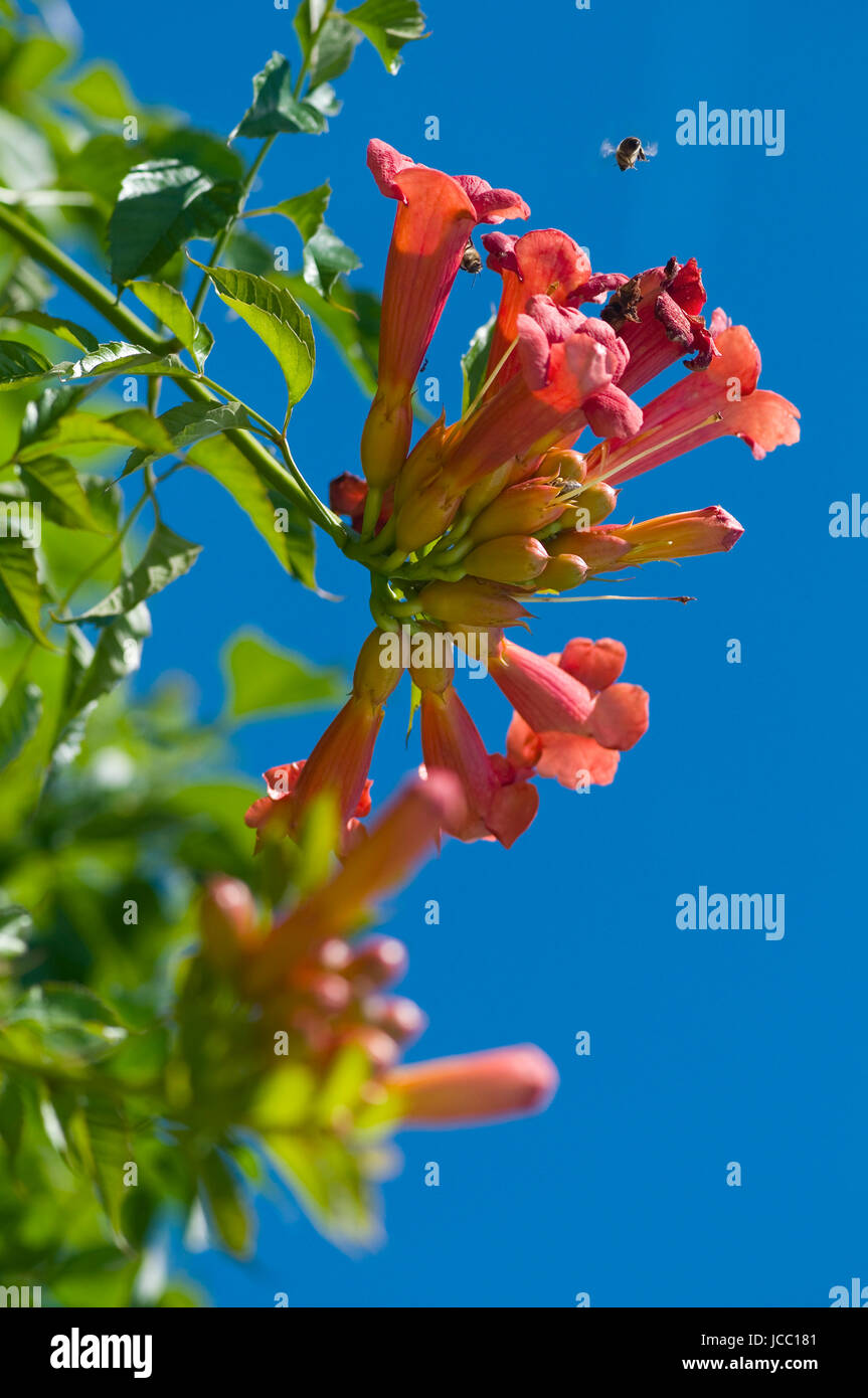 Nahaufnahme einer amerikanischen Klettertrompeten-Blüten vor blauen Himmel mit anfliegender Biene bei Sommenschein Stock Photo