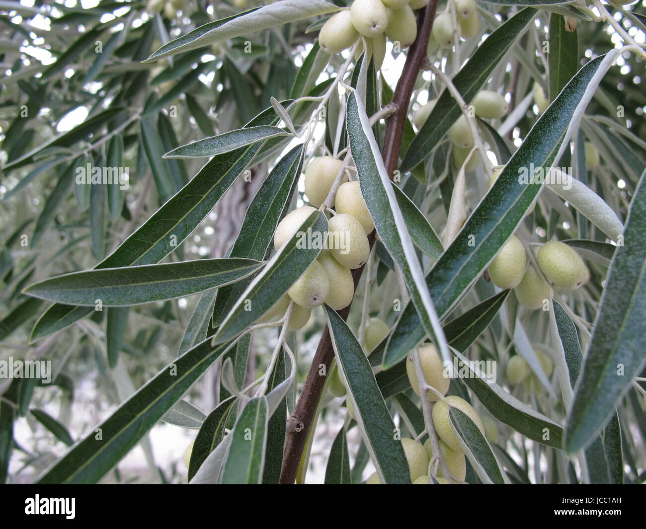 elaeagnus angustifolia Stock Photo