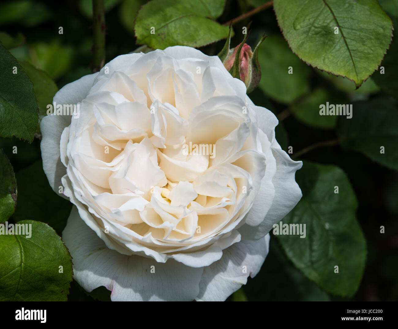 Winchester cathedral rose hi-res stock photography and images - Alamy