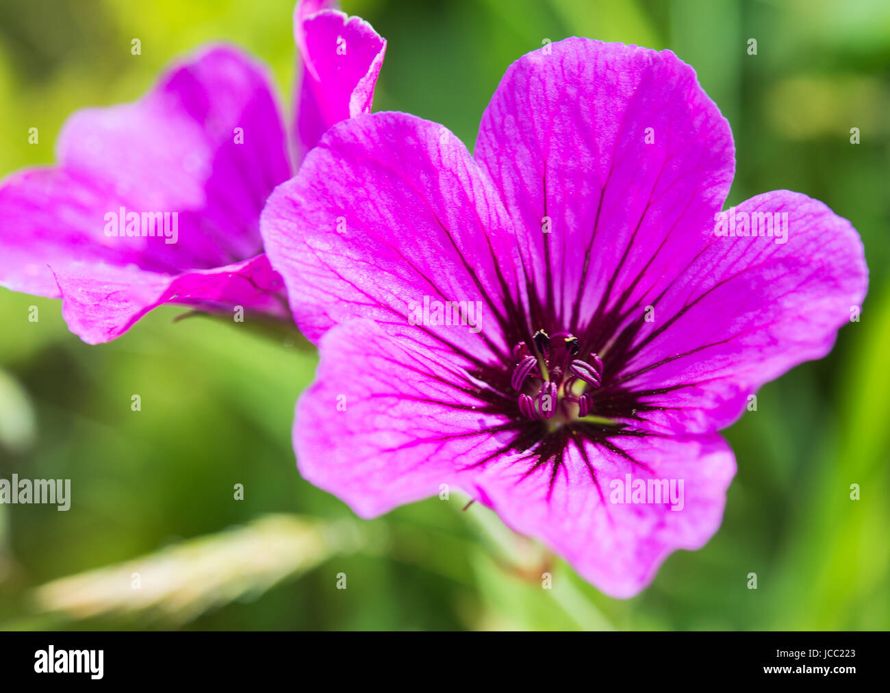 Purple geranium flowers Stock Photo Alamy