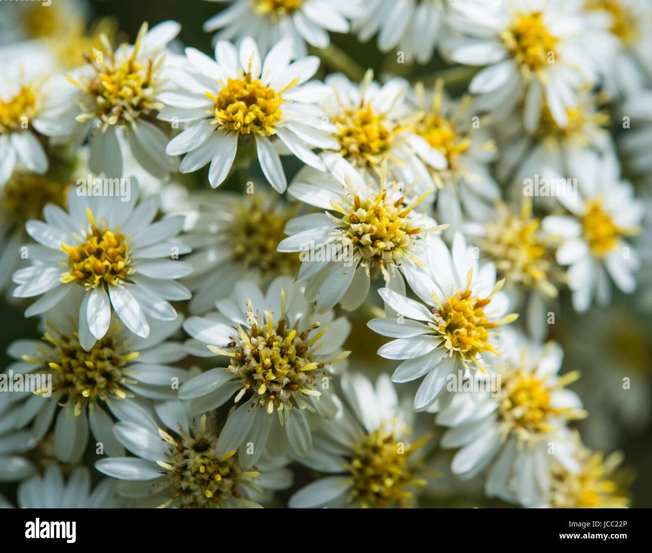 New Zealand holly flowers Stock Photo