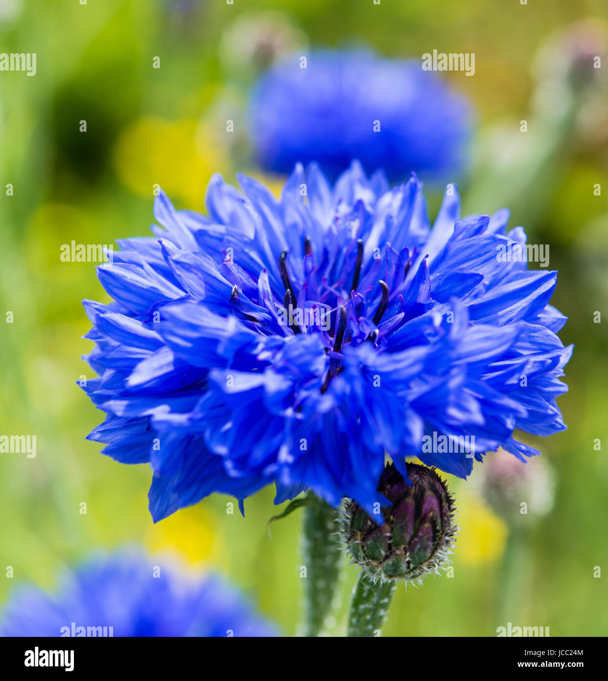 Cornflower colours hires stock photography and images Alamy