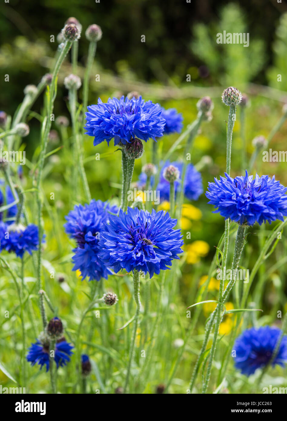 Cornflower meadow Stock Photo Alamy