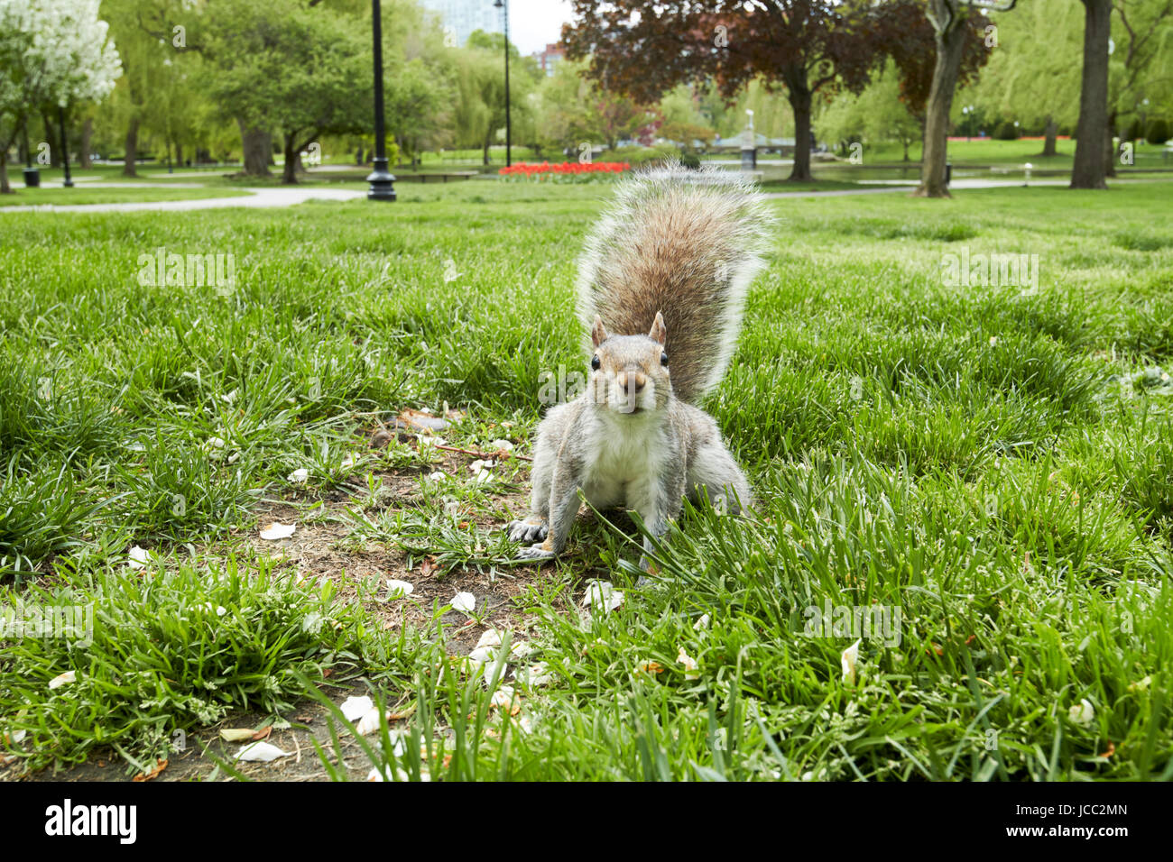 american grey squirrel in Boston public garden USA Stock Photo