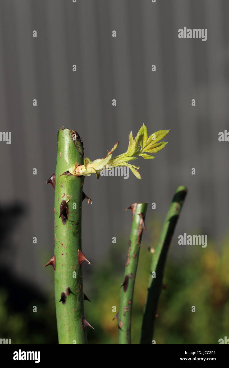 Close up of rose cuttings with new shoots growing Stock Photo Alamy