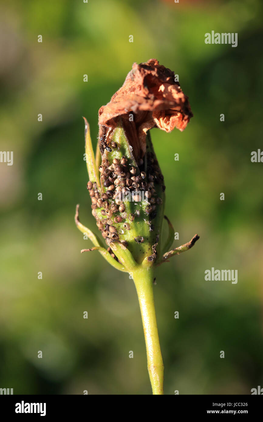 Hibiscus flower bud with pest infestation Stock Photo - Alamy