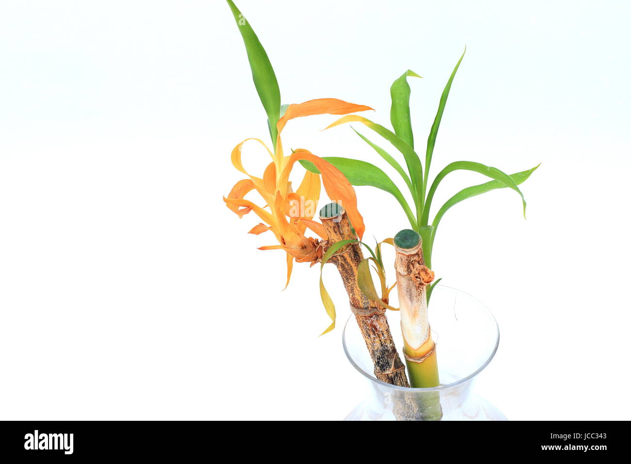 Dying Lucky bamboo or known as Dracaena braunii, Dracaena sanderiana growing in water with roots isolated against white background Stock Photo