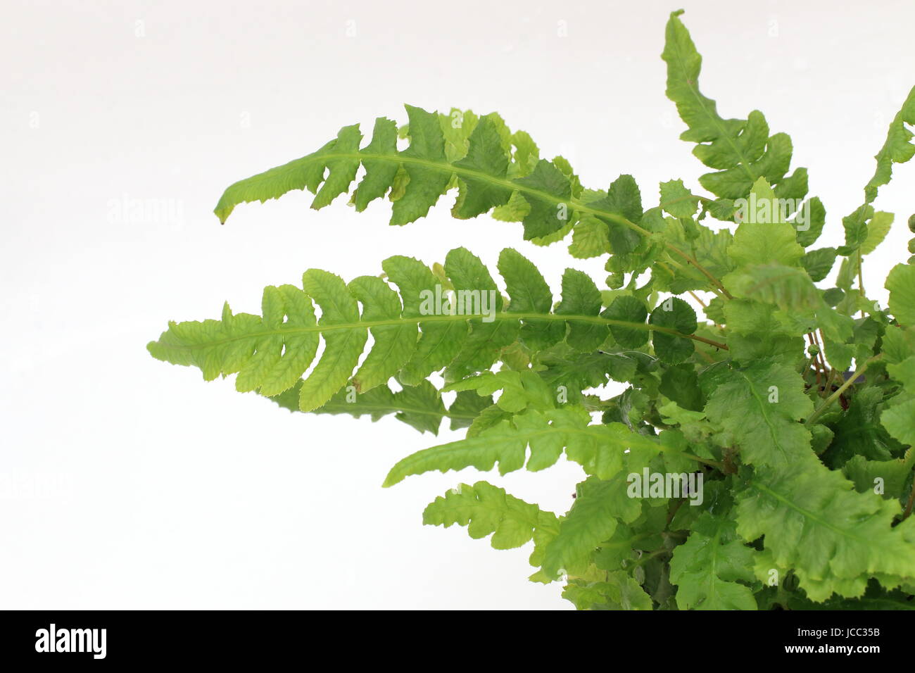 Bouncing Baby Ferns isolated against white background Stock Photo