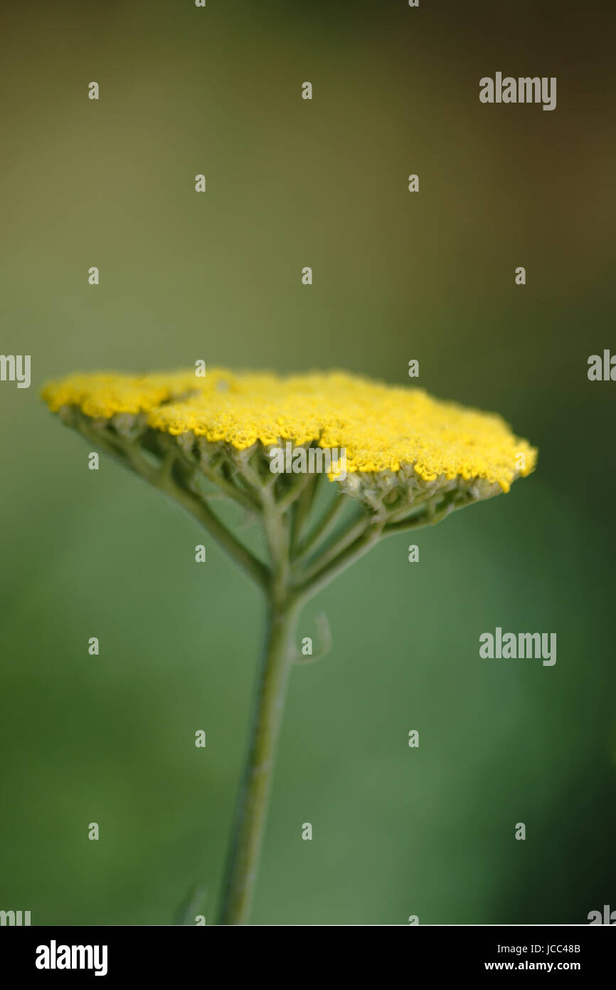 The yellow flowers of the Achillea clypeolata of a perennial via close-up. Stock Photo
