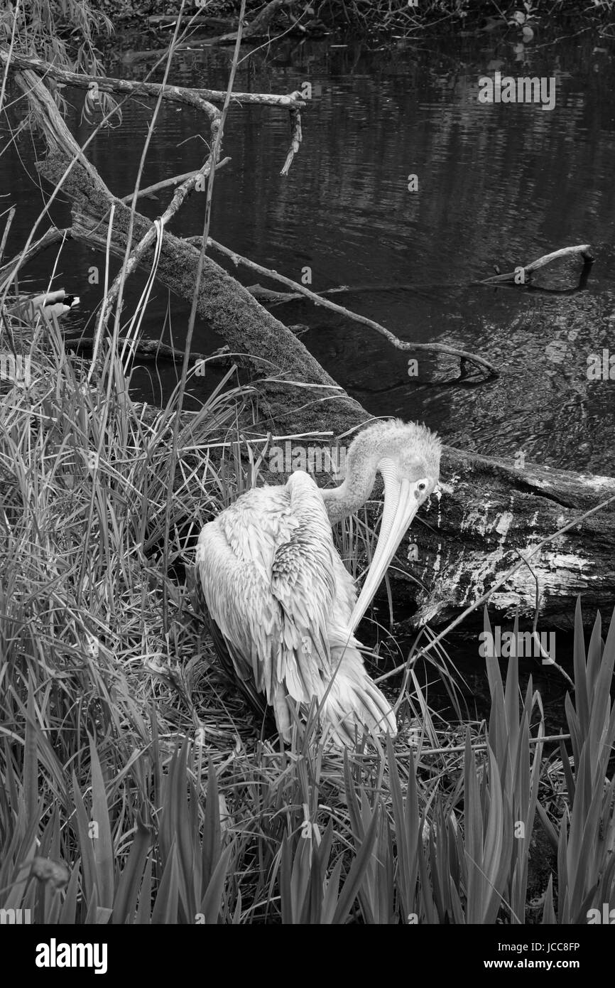 Birds wildlife Black and White Stock Photos & Images - Alamy
