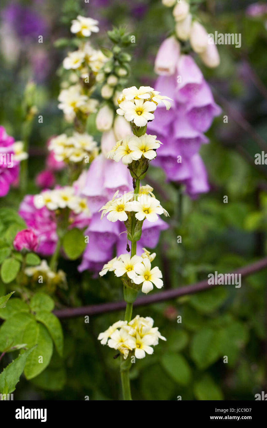 Sisyrinchium striatum and digitalis purpurea flowers. Stock Photo