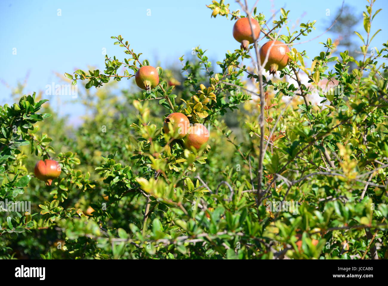 gattung punica unterfamilie punicoideae horan Stock Photo Alamy