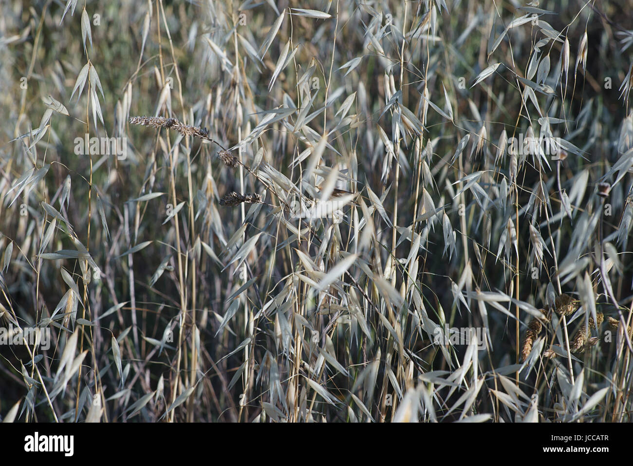 Close up of tall grass Stock Photo