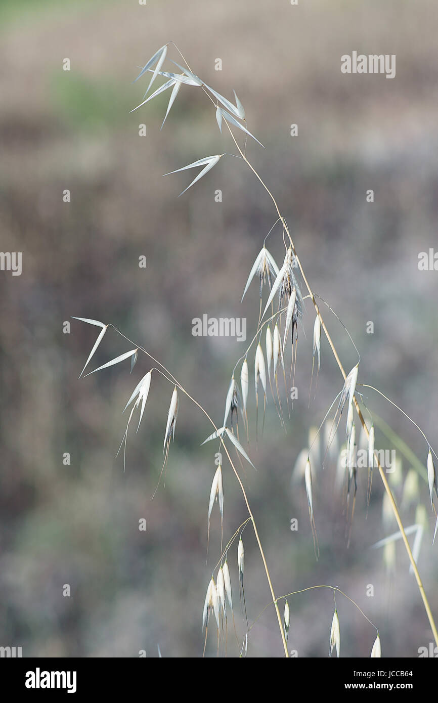 Close up of tall grass Stock Photo