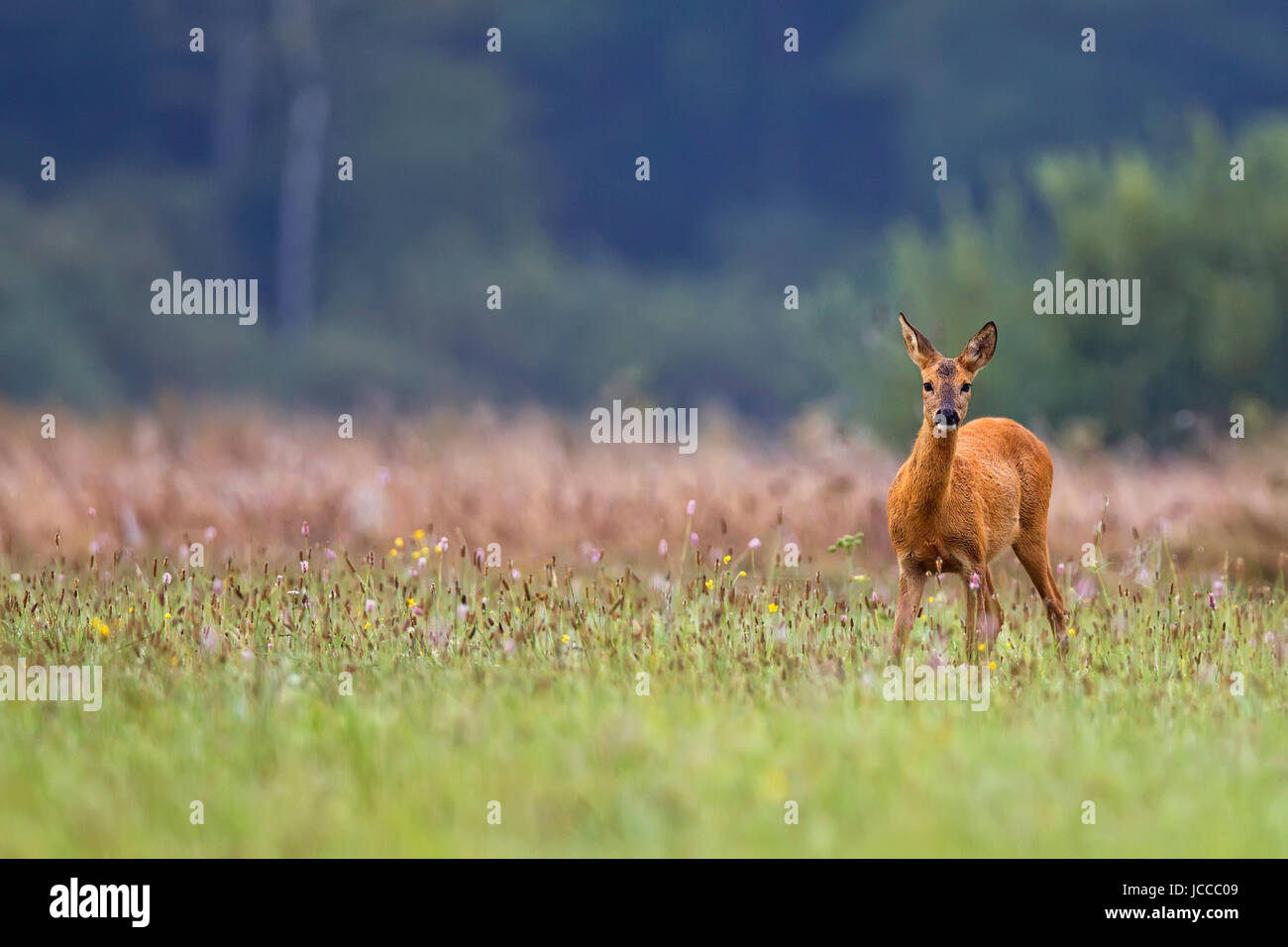 roe-deer in a clearing Stock Photo