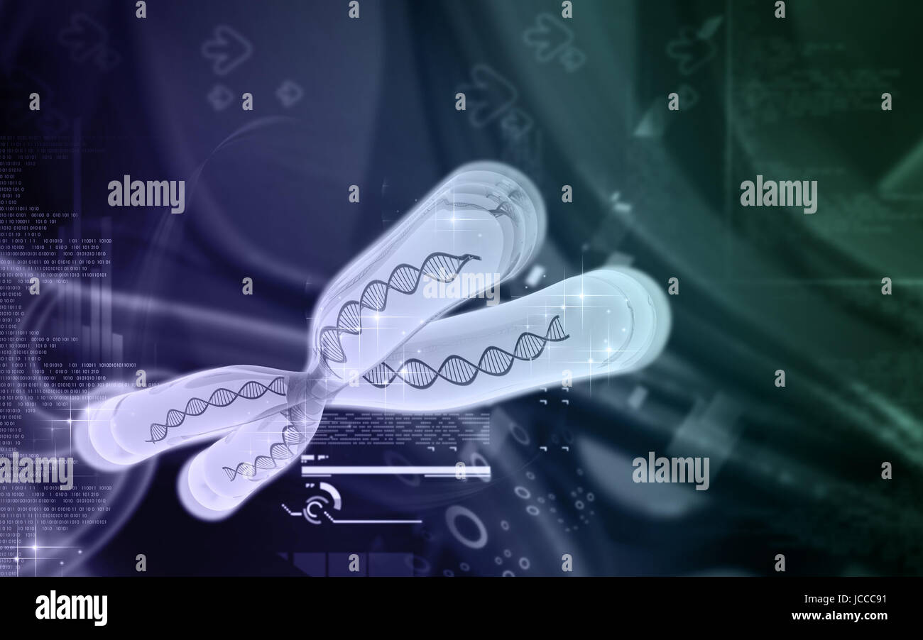 Human x and y chromosome hi-res stock photography and images - Alamy