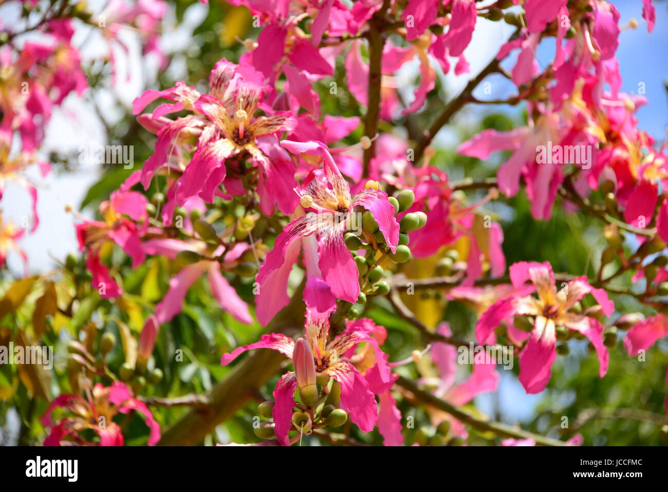 Flourish hi res stock photography and images Alamy Flourish hi res stock photography and images Alamy