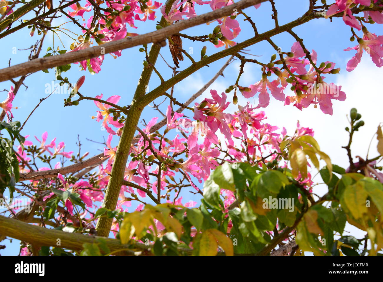 flourish-flourishing-stock-photo-alamy