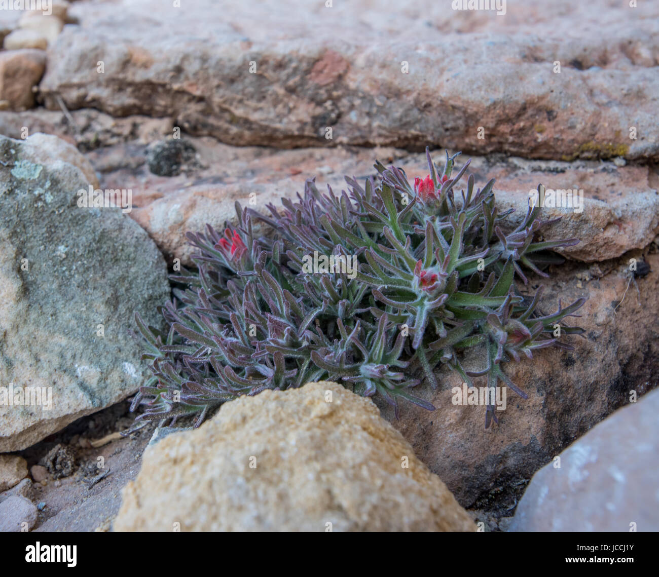 Small Indian Paint Brush Plant Growing In Rocks in Desert Stock Photo Alamy