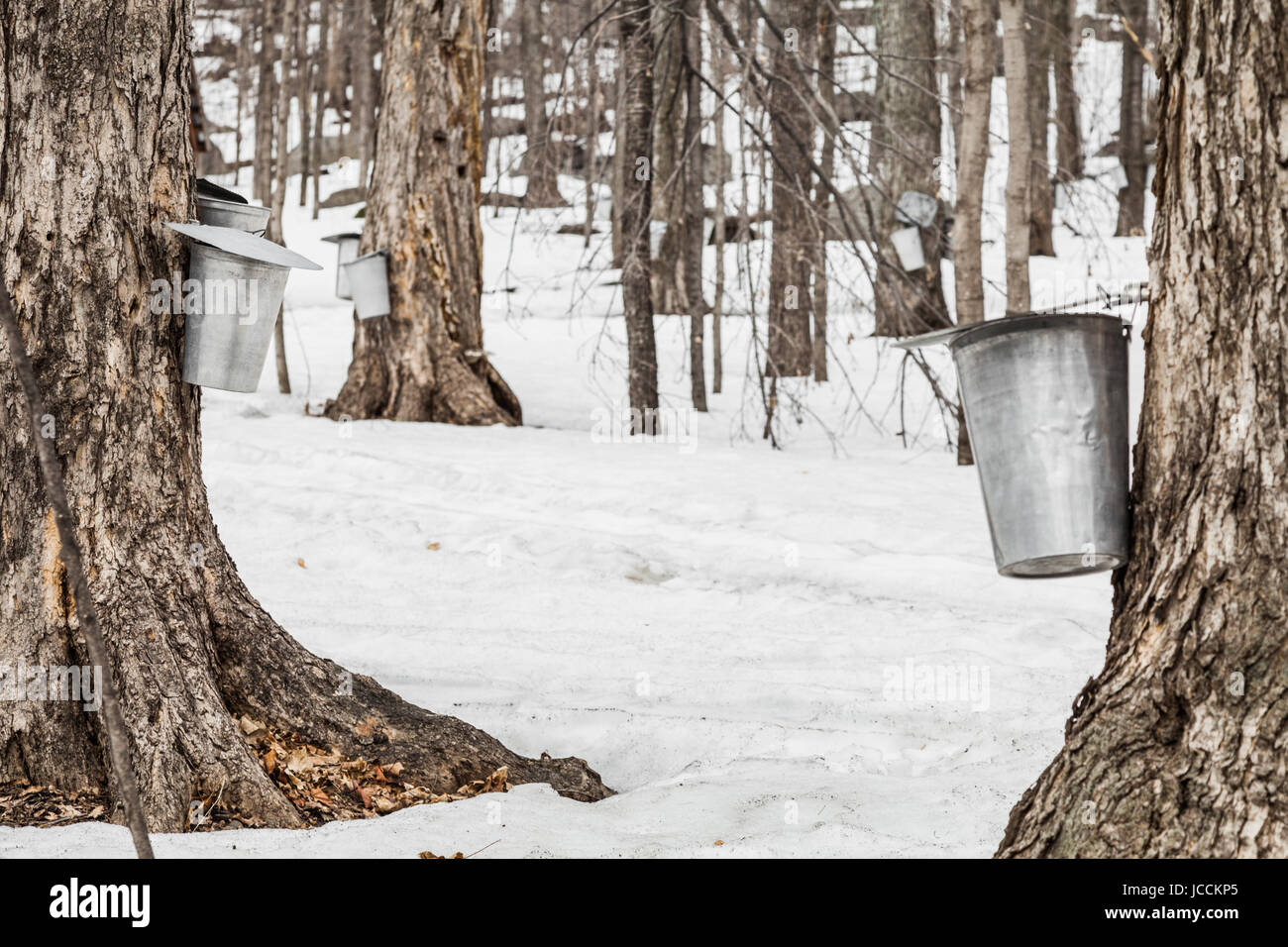 Forest of Maple Sap buckets on trees in spring Stock Photo