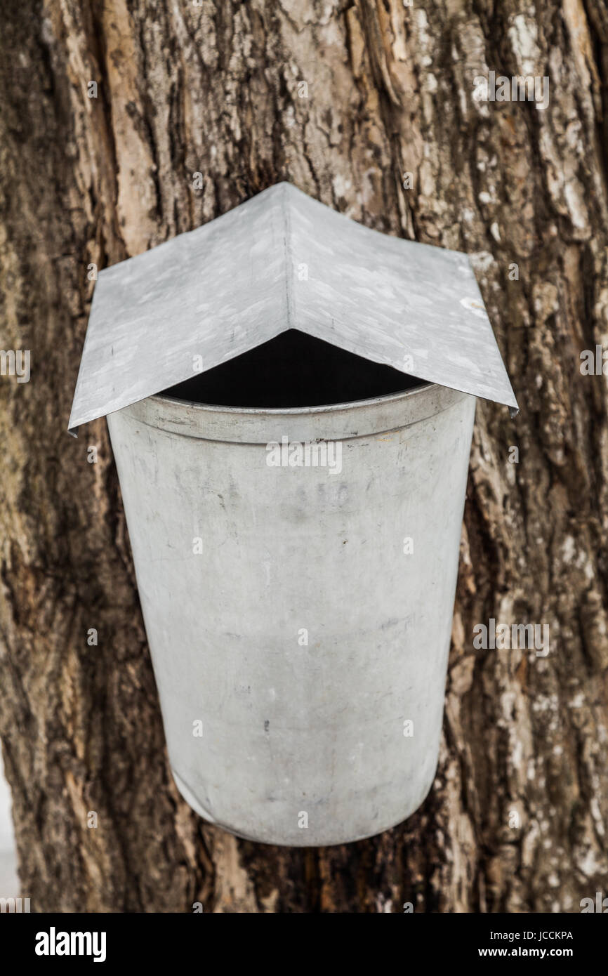 Maple Sap buckets Closeup on trees in spring Stock Photo Alamy
