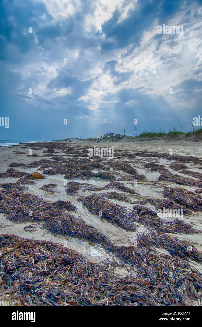 Cape Hatteras National Seashore On Hatteras Island North Carolina USA Cape Hatteras National Seashore On Hatteras Island North Carolina USA
