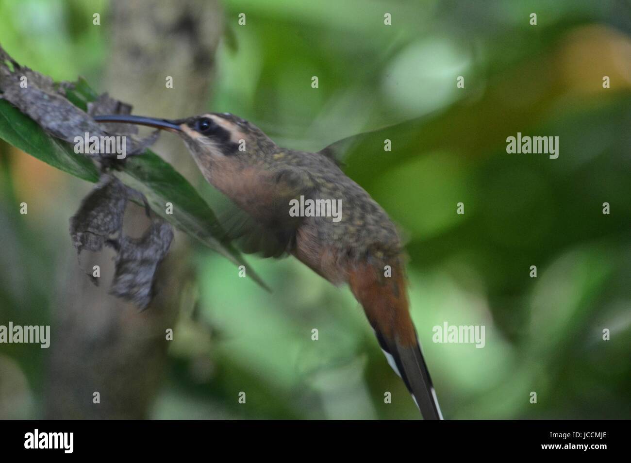 A Hummingbird feeds on nectar from plants in a tropical forest. Iguassu, Brazil. Stock Photo