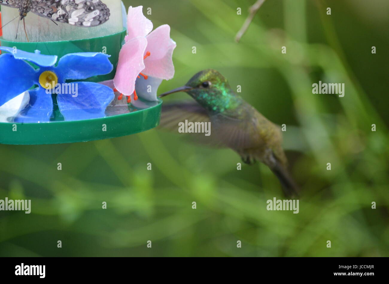 A Hummingbird feeds on nectar from plants in a tropical forest. Iguassu