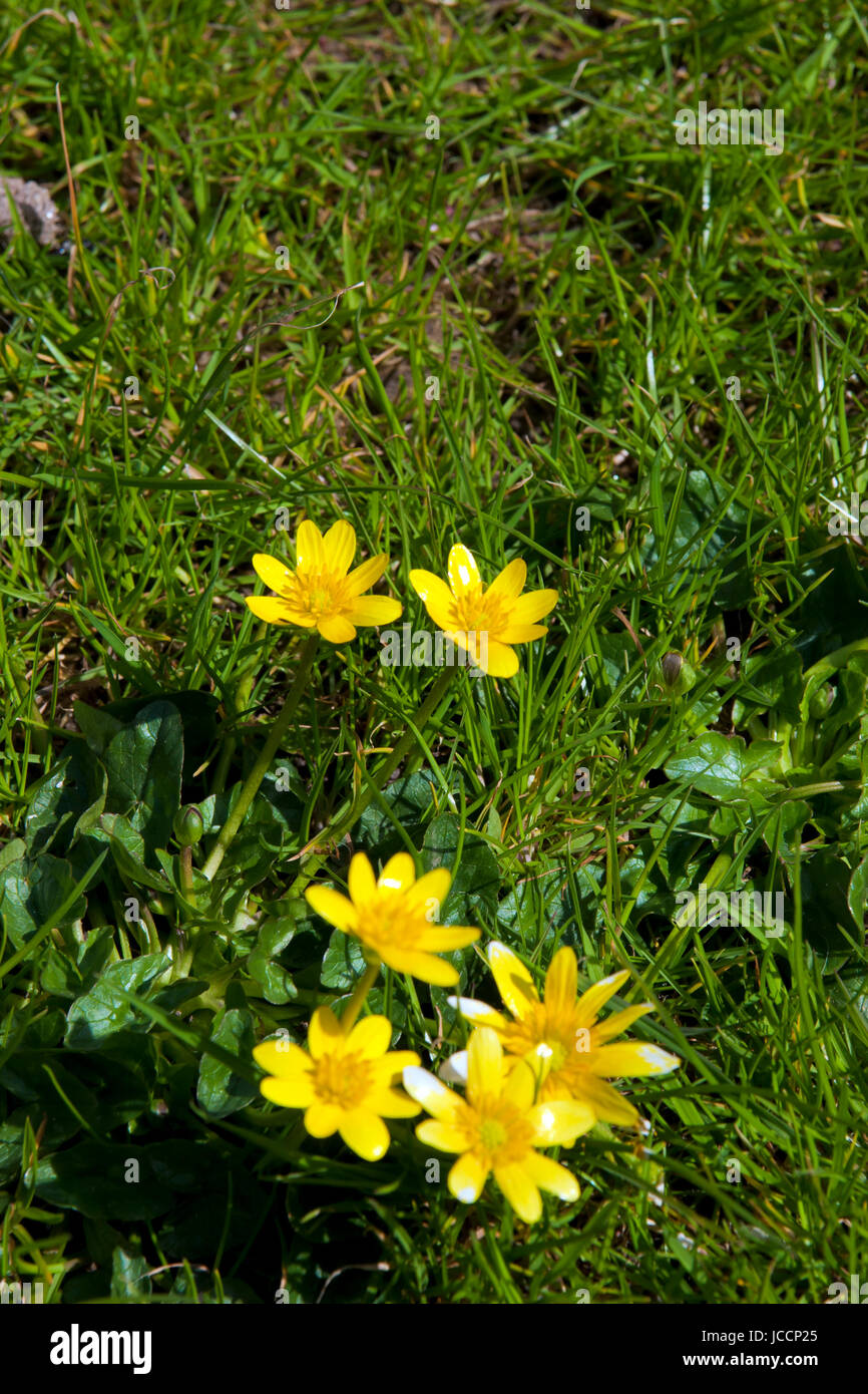 buttercups in a lush green garden lawn in county Kerry Ireland Stock Photo