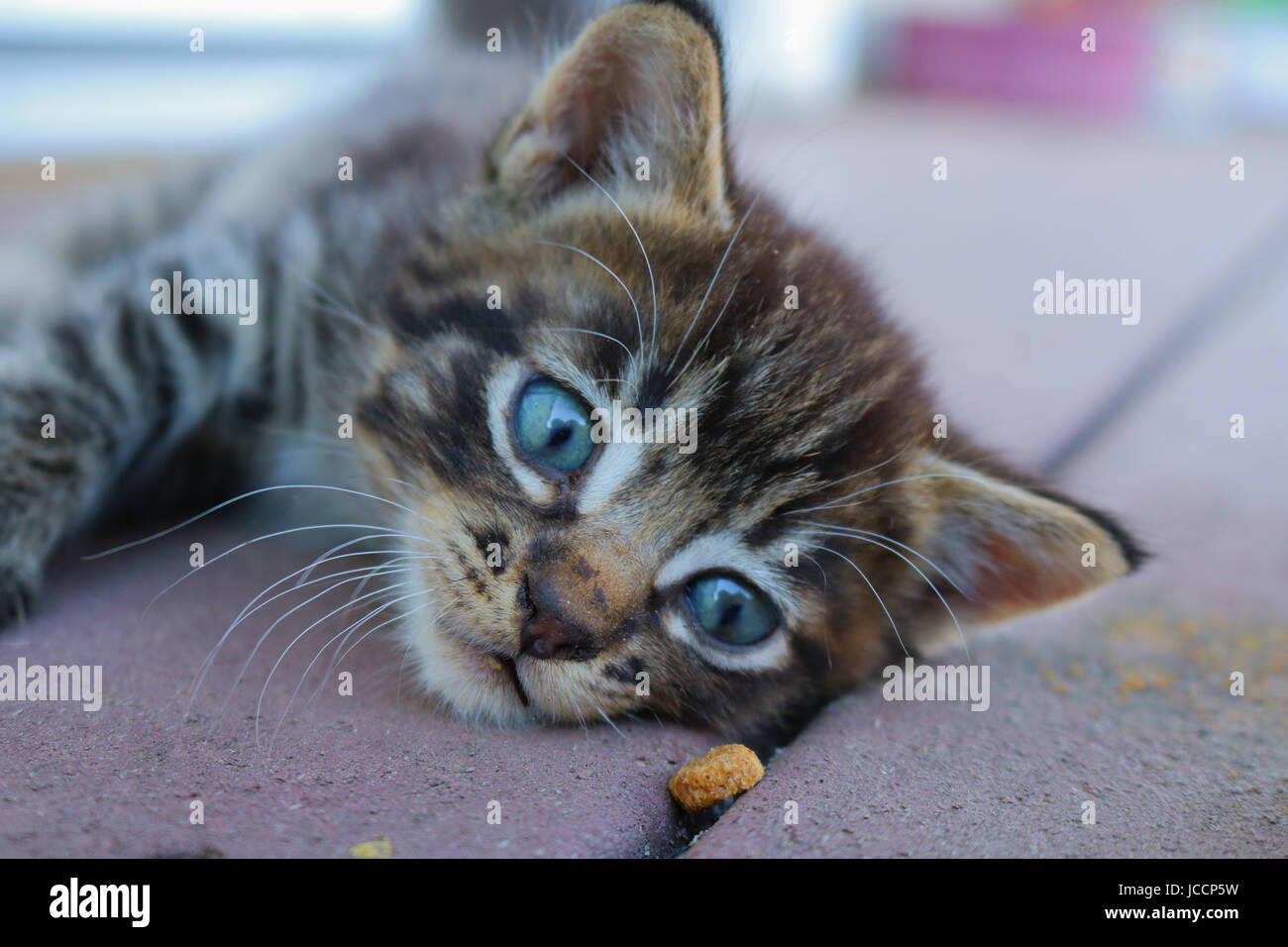 Kitten Temptation Stock Photo