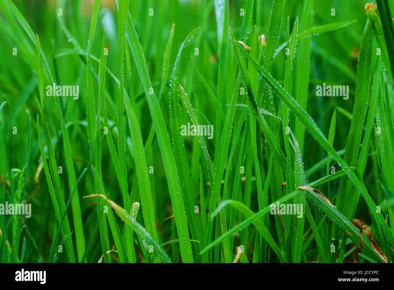 fresh green grass with water drops close-up Stock Photo - Alamy