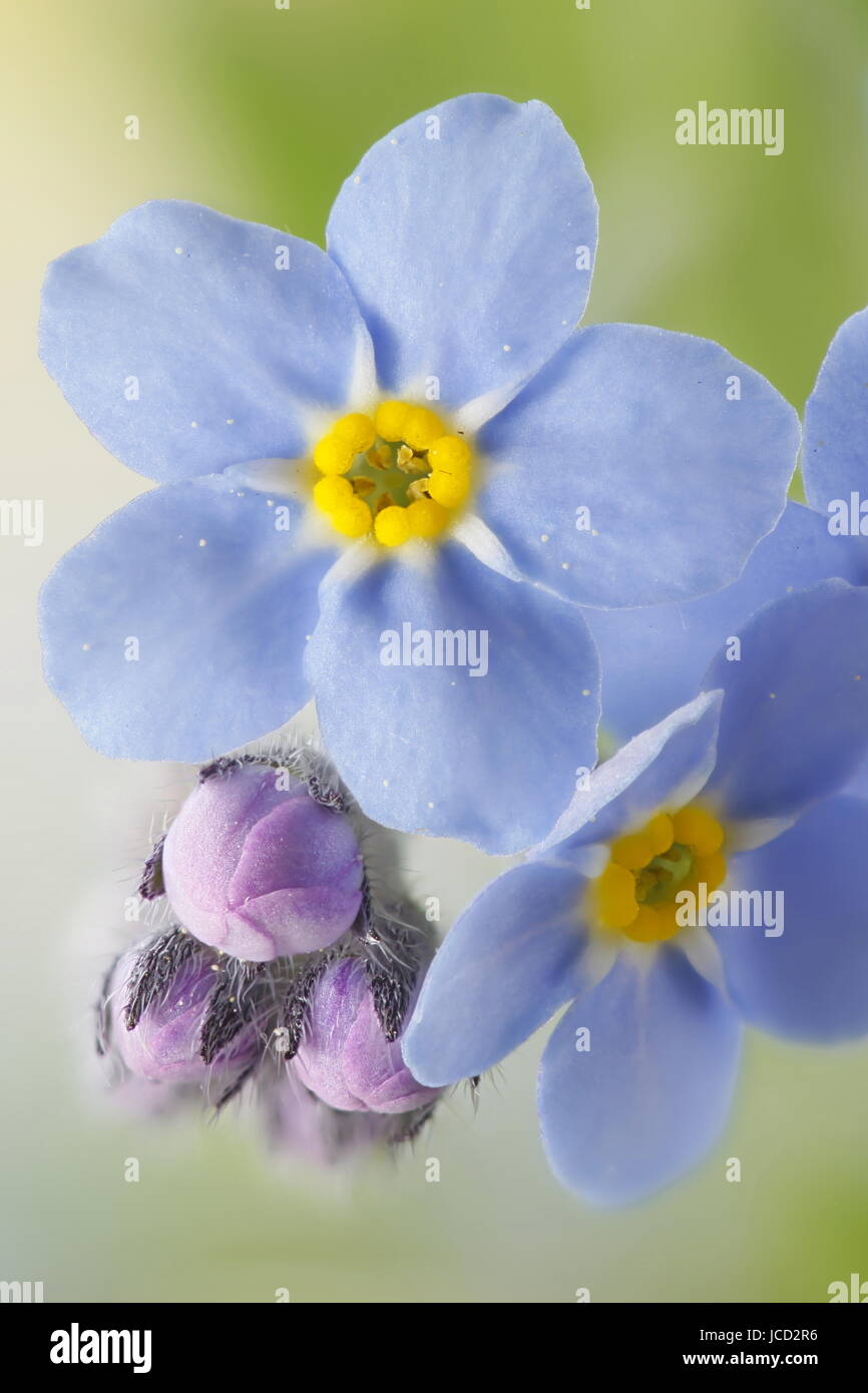 Woodland  forget-me-not Stock Photo