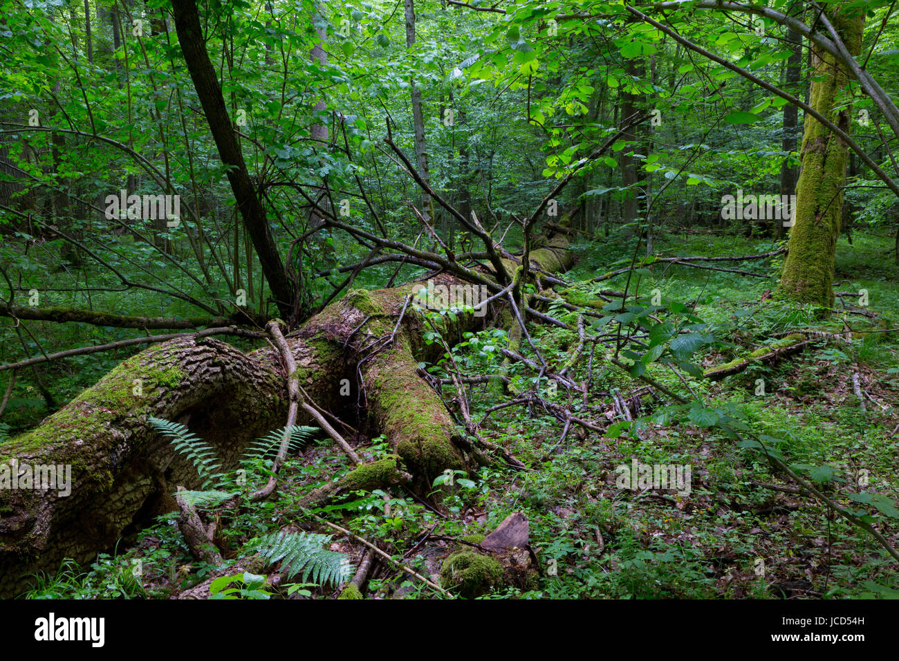 Broken giant ash tree lying in front of natural deciduous stand of ...