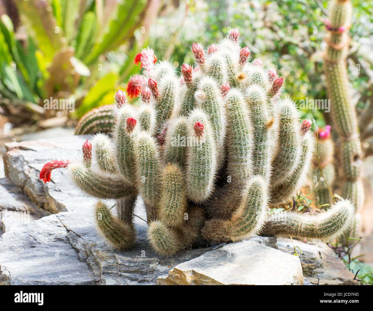 Closeup of a red flowering cactus Stock Photo - Alamy