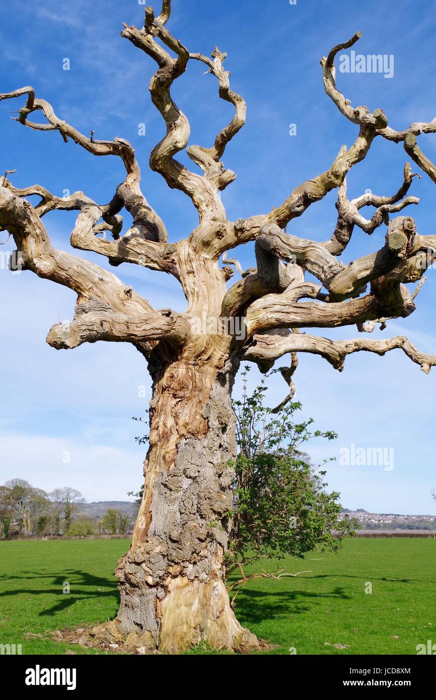 Crooked Tree High Resolution Stock Photography and Images Alamy