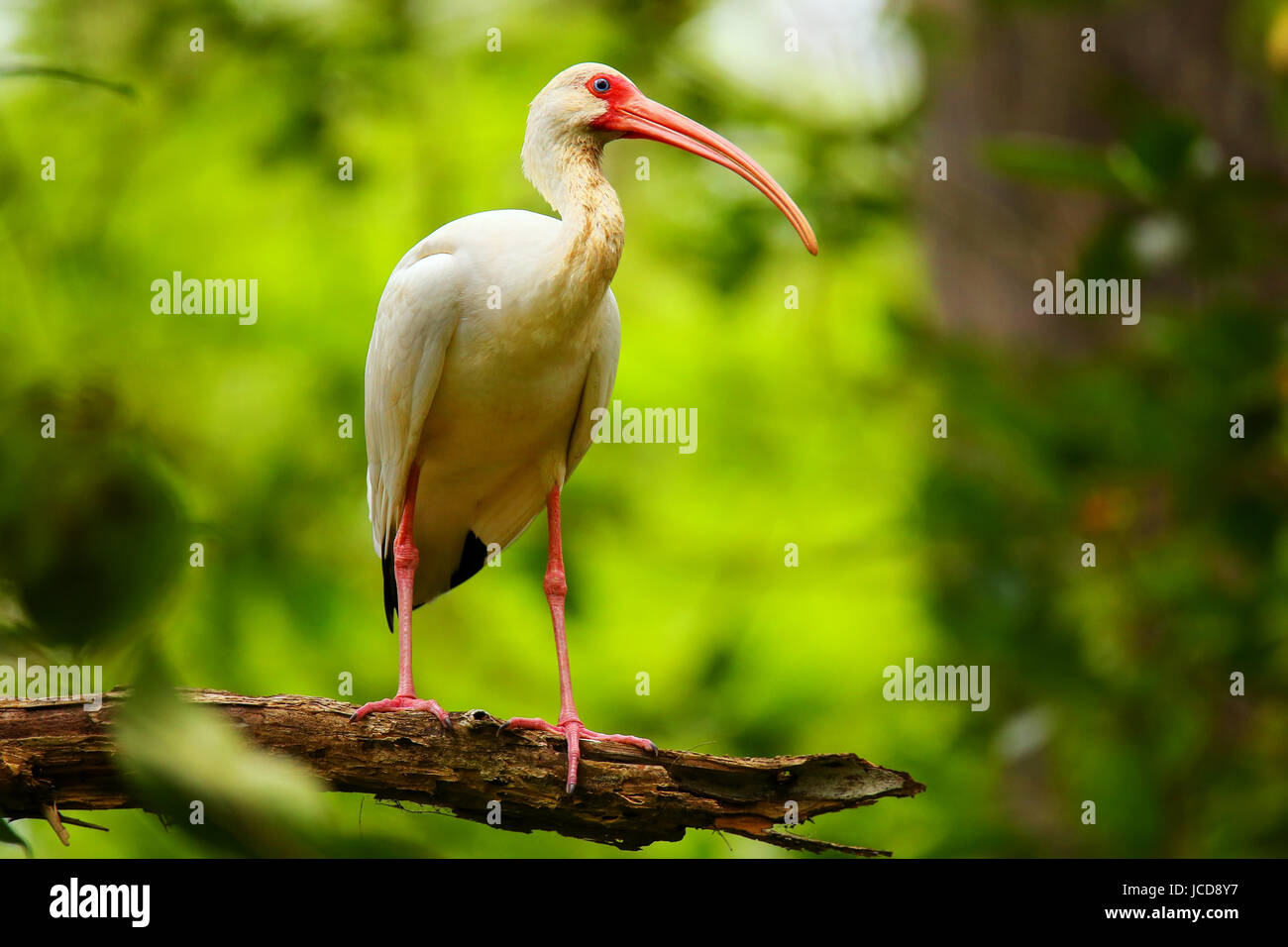 Immature white ibis (Eudocimus albus) sitting on a tree) sitting on a tree Stock Photo