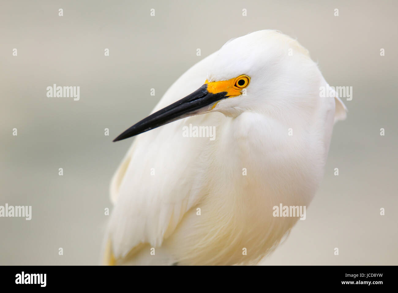 Portrait of Snowy egret (Egretta thula Stock Photo - Alamy