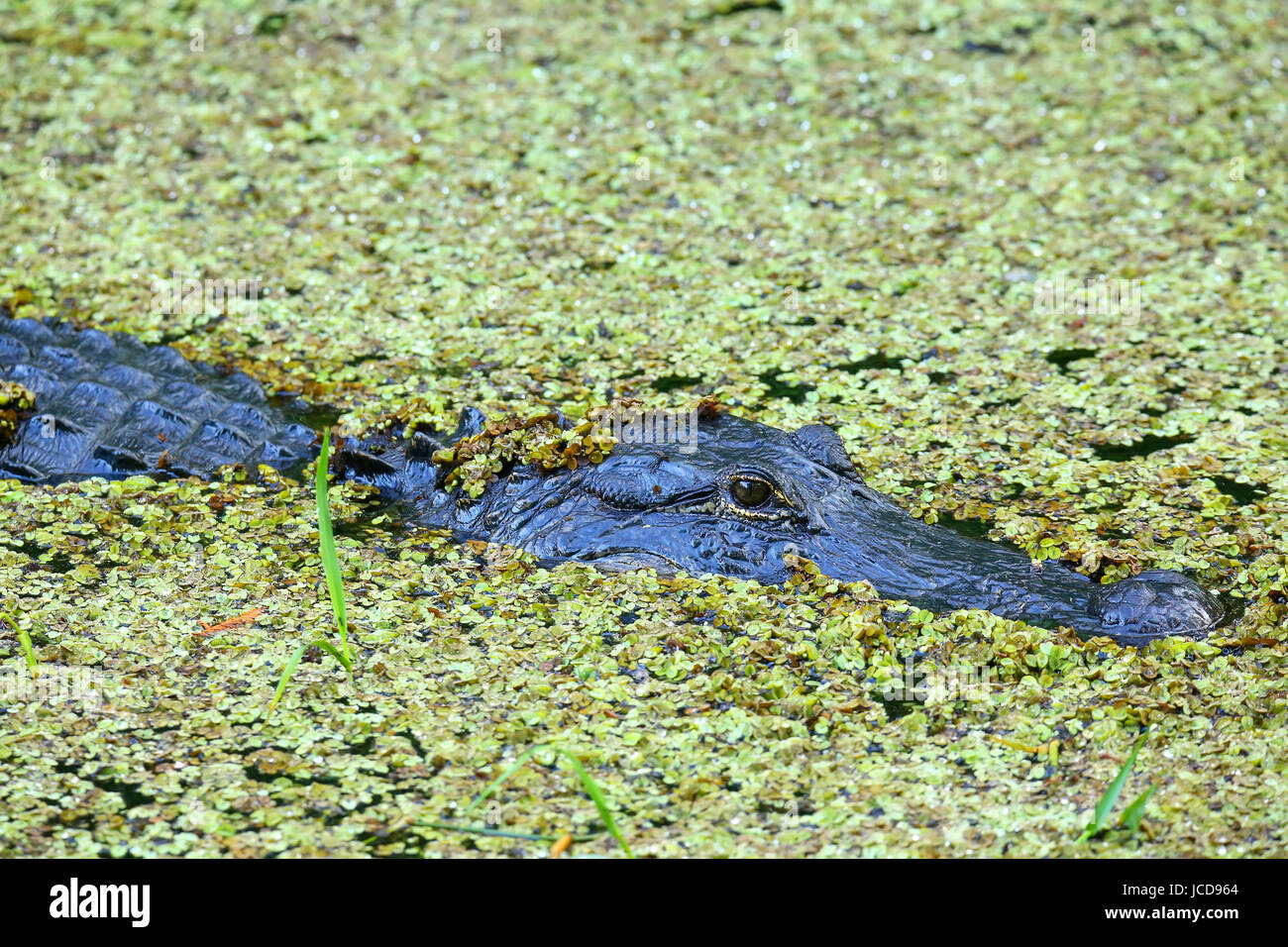Alligator (Alligator mississippiensis) in a swamp Stock Photo Alamy