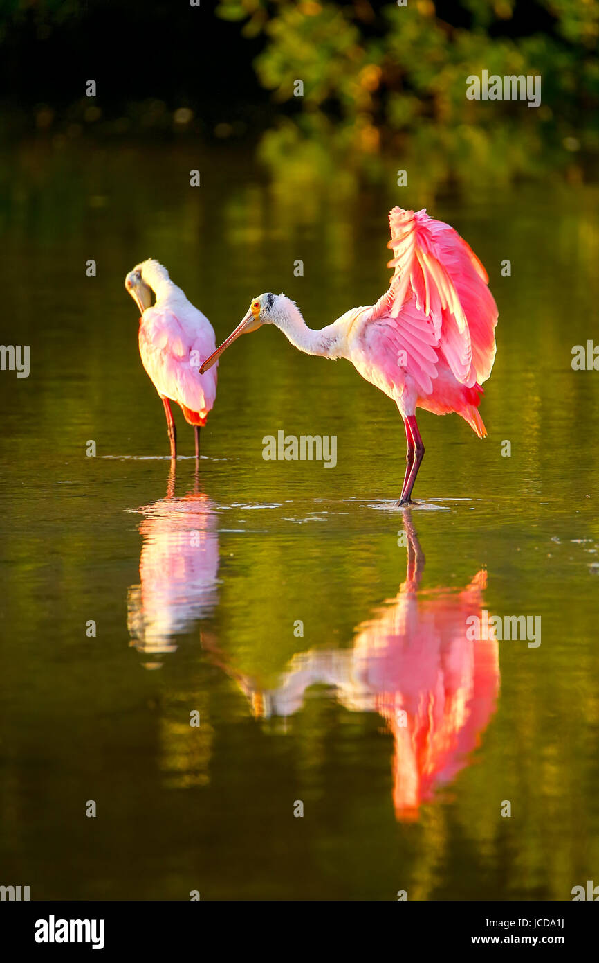 Roseate spoonbills (Platalea ajaja) grooming in water Stock Photo