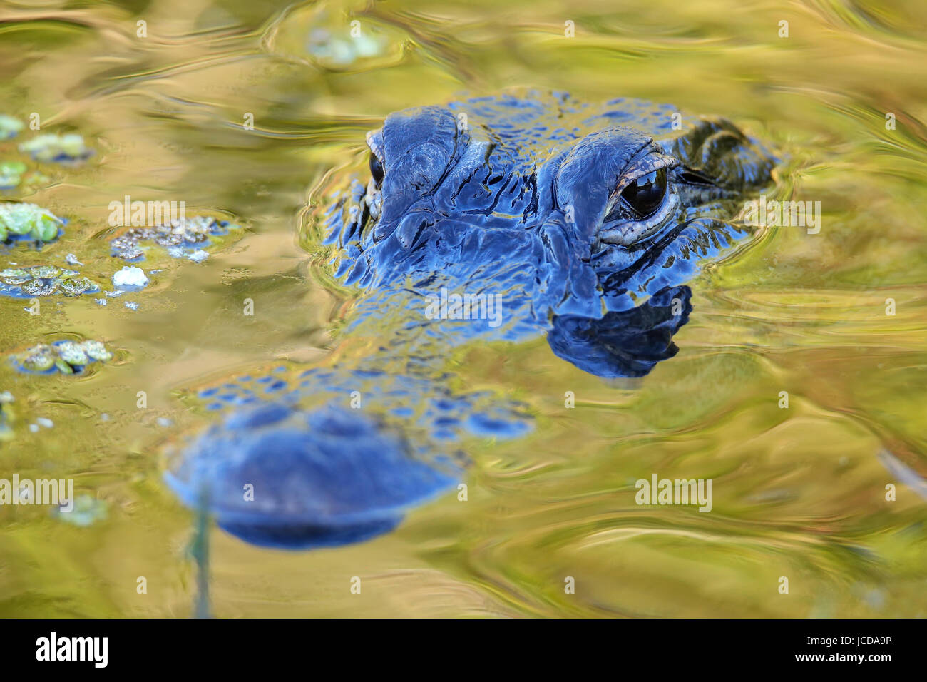 Portrait of Alligator (Alligator mississippiensis) floating in water Stock Photo
