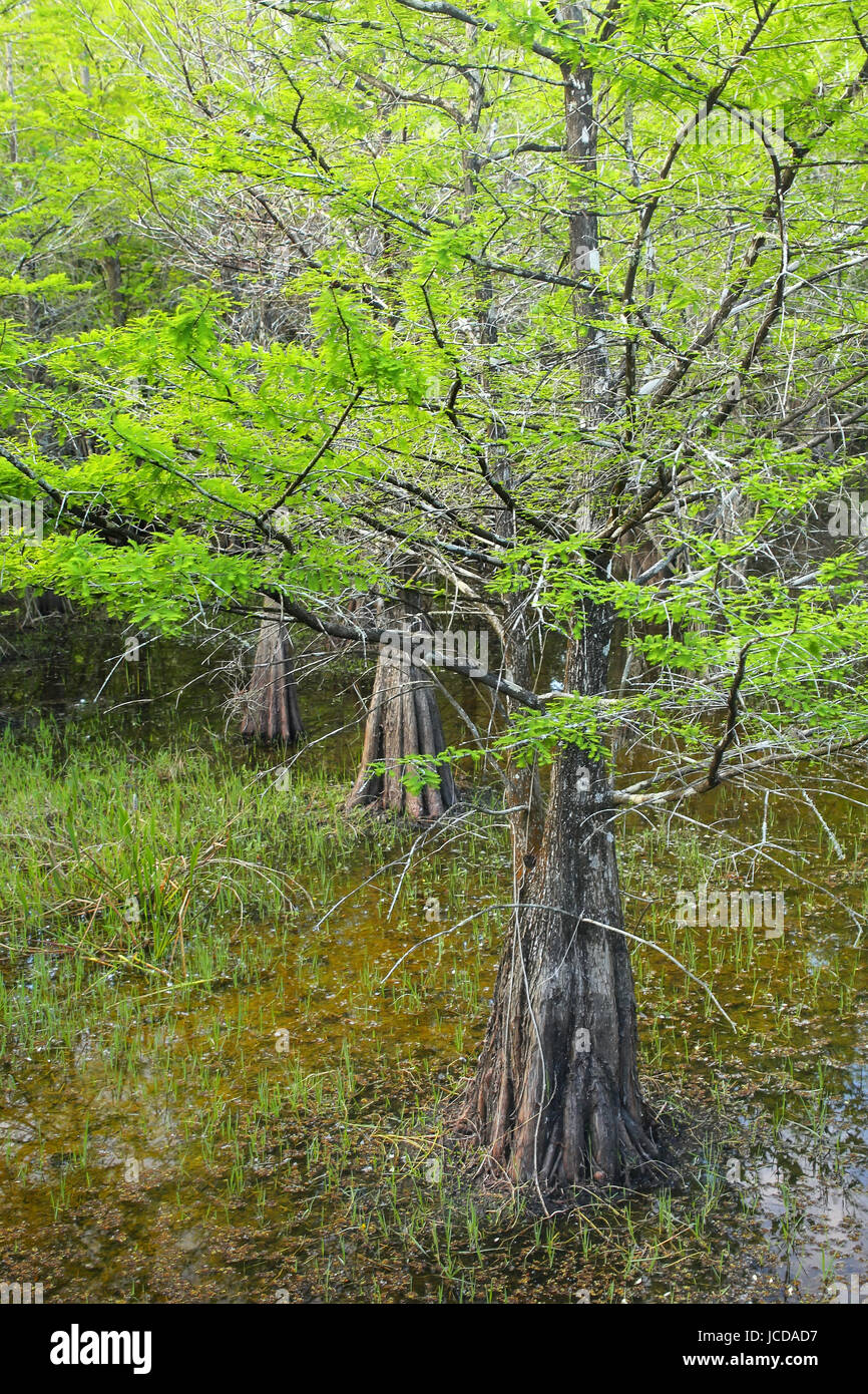 Bald cypress trees growing in 6 mile Cypress Slough in Florida Stock Photo