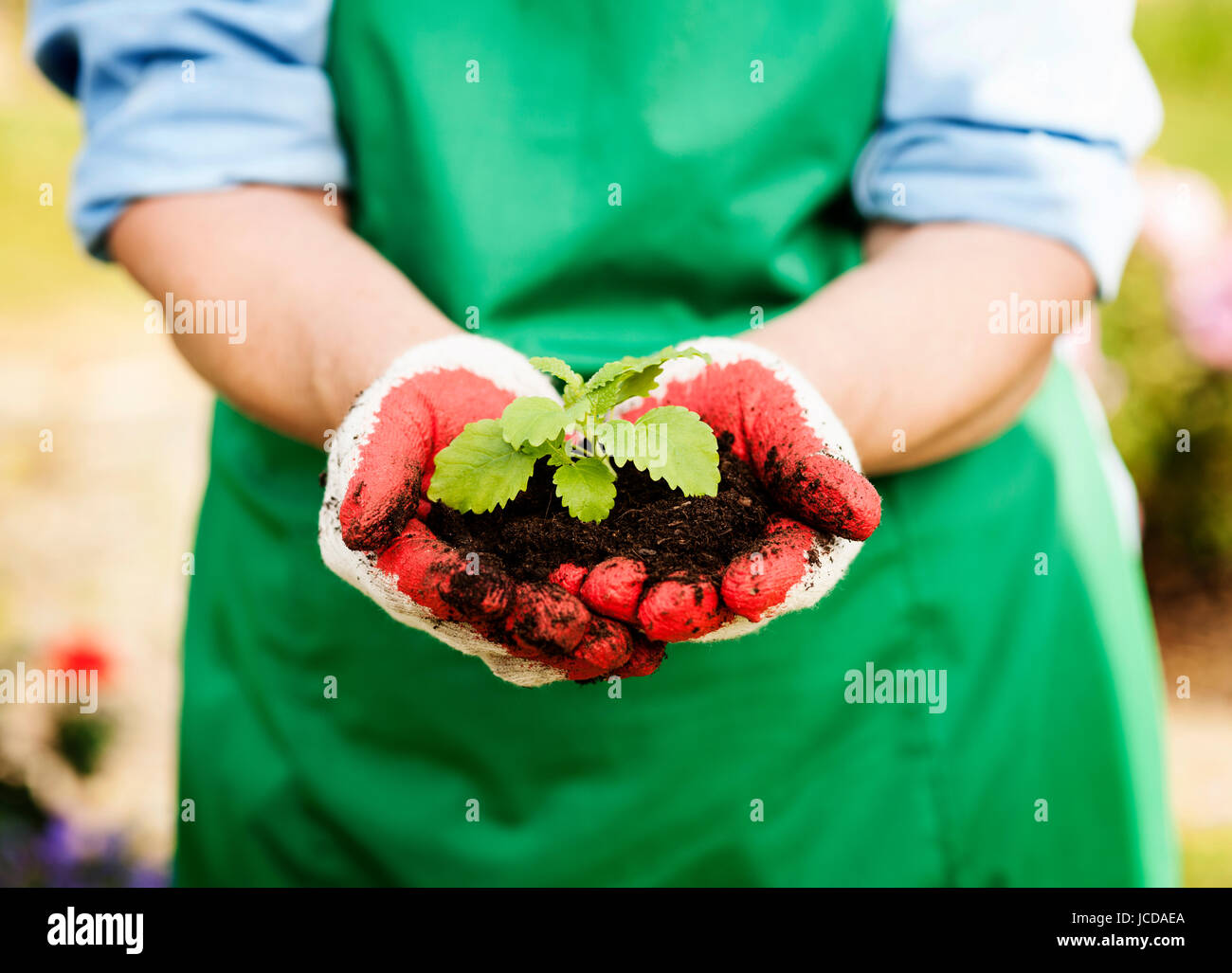 Woman holding small plant in hands Stock Photo