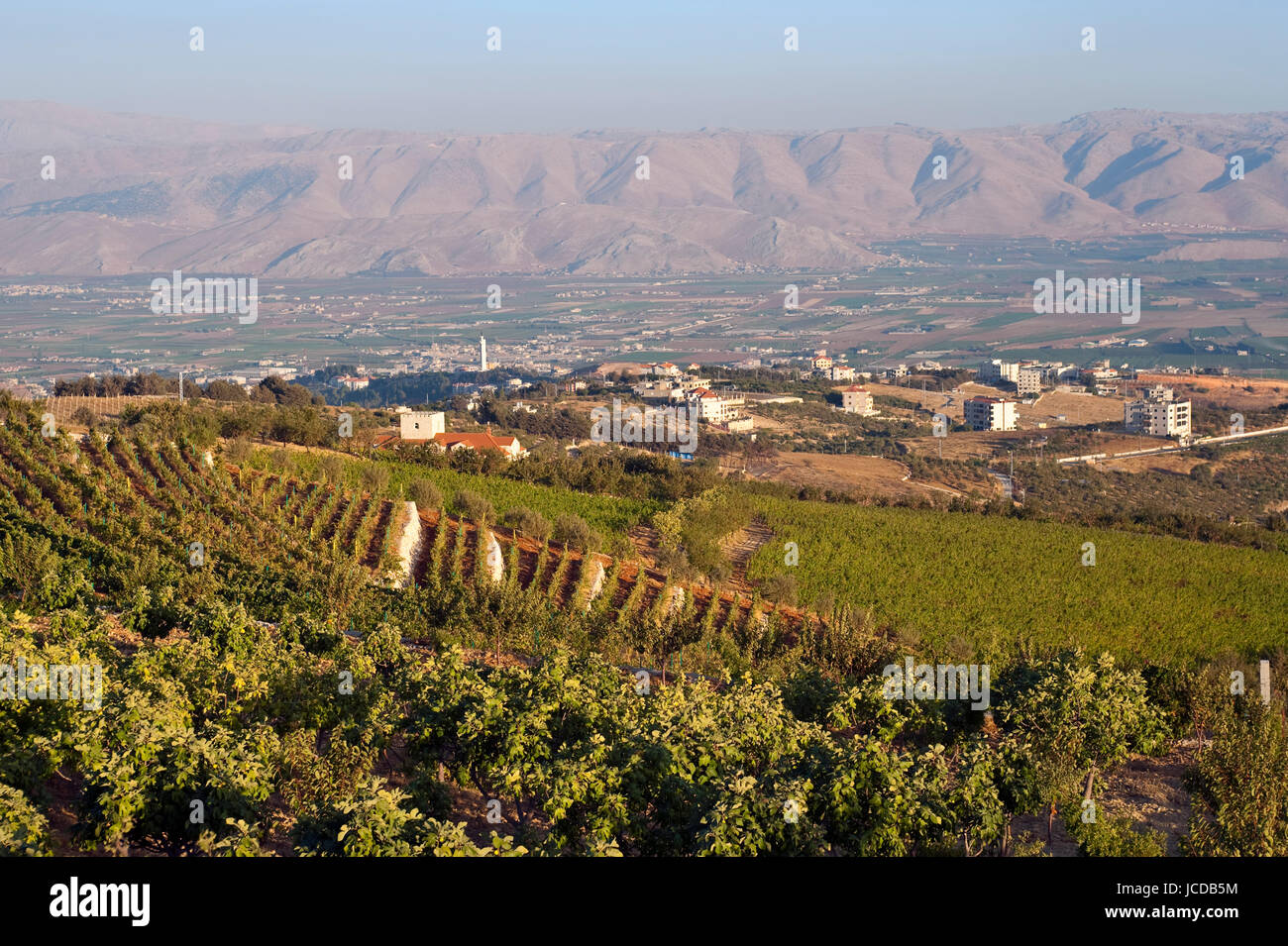 viticulture lebanon Stock Photo