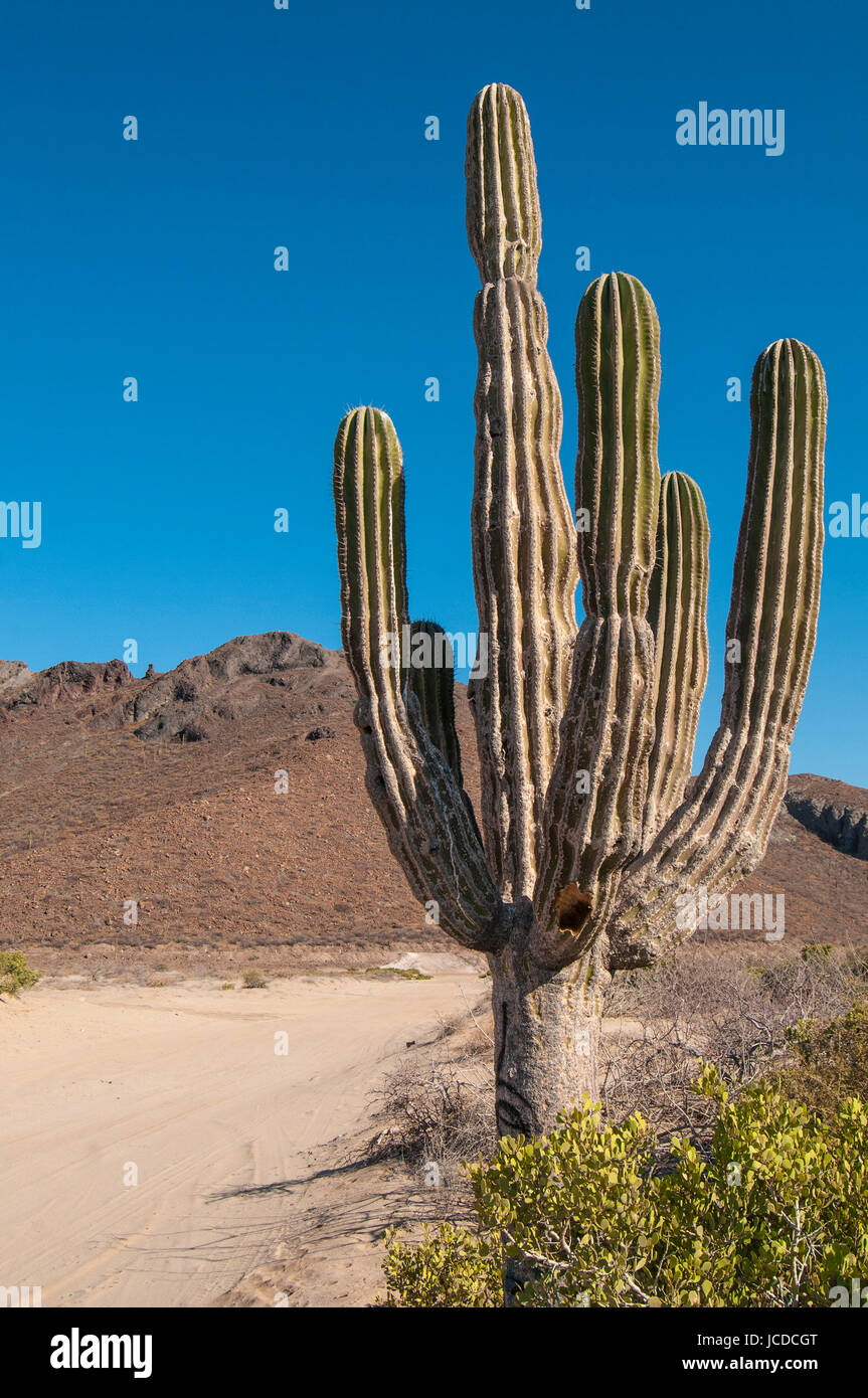 cactus ssd Cactus Affinity main image 1