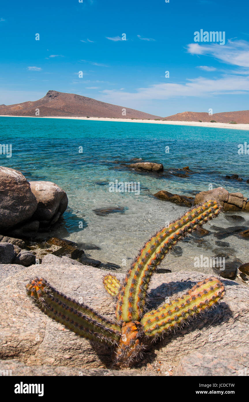 Mexican National Park Isla Espiritu Santo, La Paz Baja California Sur. Stock Photo