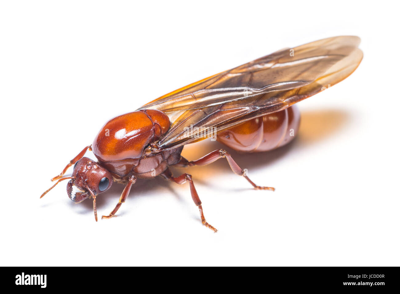 Subterranean ant isolated on white background Stock Photo - Alamy
